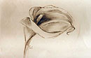 Bilder-Serie "Callas-Bl&uuml;ten"